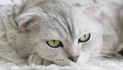 开云体育app-瑞典力克土耳其，阿拉巴上演帽子戏法：足球赛场上的激情与奇迹