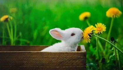 开云体育登录-比利时乒乓球队险胜法国，许昕绝境逆转再现传奇！描述：一场激动人心的乒乓对决，比利时队勇敢迎战法国强敌，许昕在绝境中逆转辉煌，彰显中国乒乓的无限魅力。关键词：比利时乒乓球队、法国乒乓球队、许昕逆转、乒乓精彩对决、运动精神、体育盛事、逆境反击