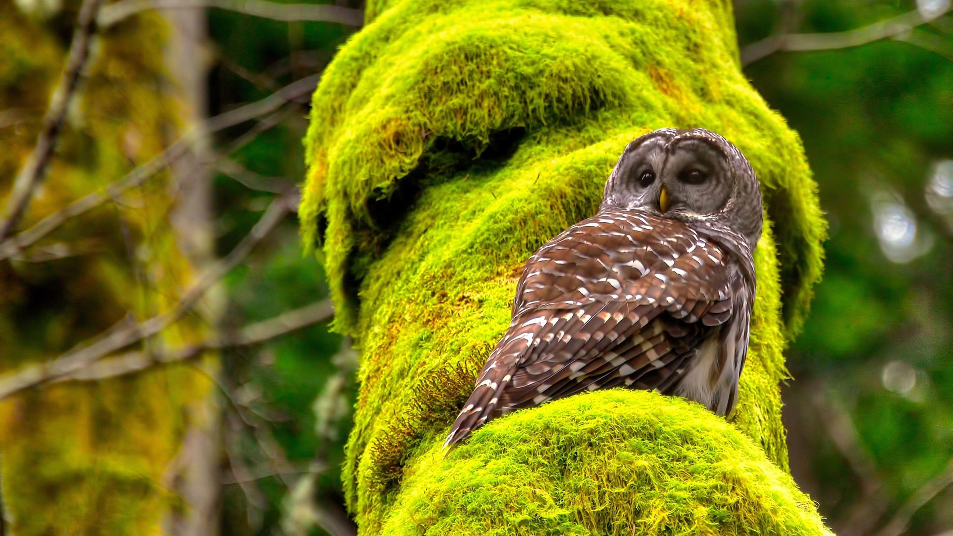 狂轰51+12+8！拉梅洛生涯之夜炸裂演出，山西铁骑踏破开拓者主场